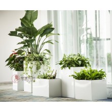 專注室內(nèi)綠植服務8年，綠植租賃，免費養(yǎng)護，一站式商務空間